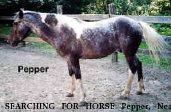 SEARCHING FOR HORSE Pepper, Near Highland, NY, 00000
